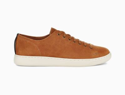 UGG Pismo Low Sneakers for Mens - Chestnut/Brown India